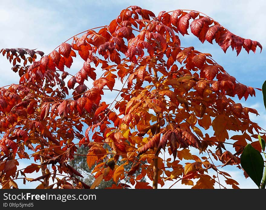 Leaf, Flora, Tree, Autumn