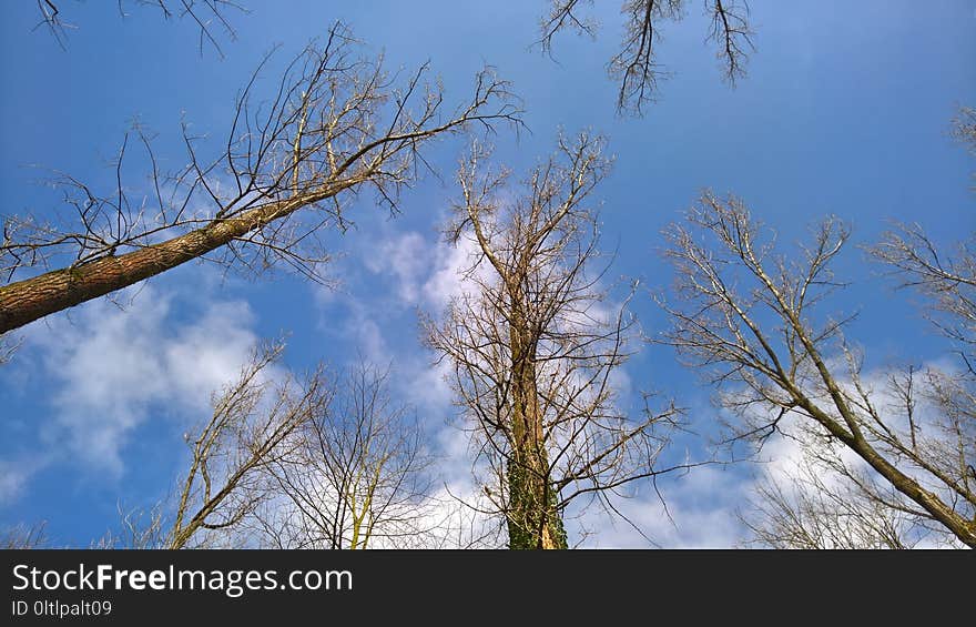 Sky, Tree, Branch, Woody Plant