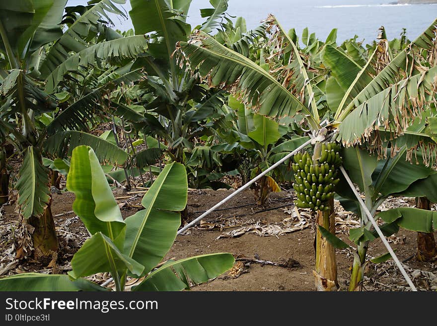 Plant, Vegetation, Leaf, Flora