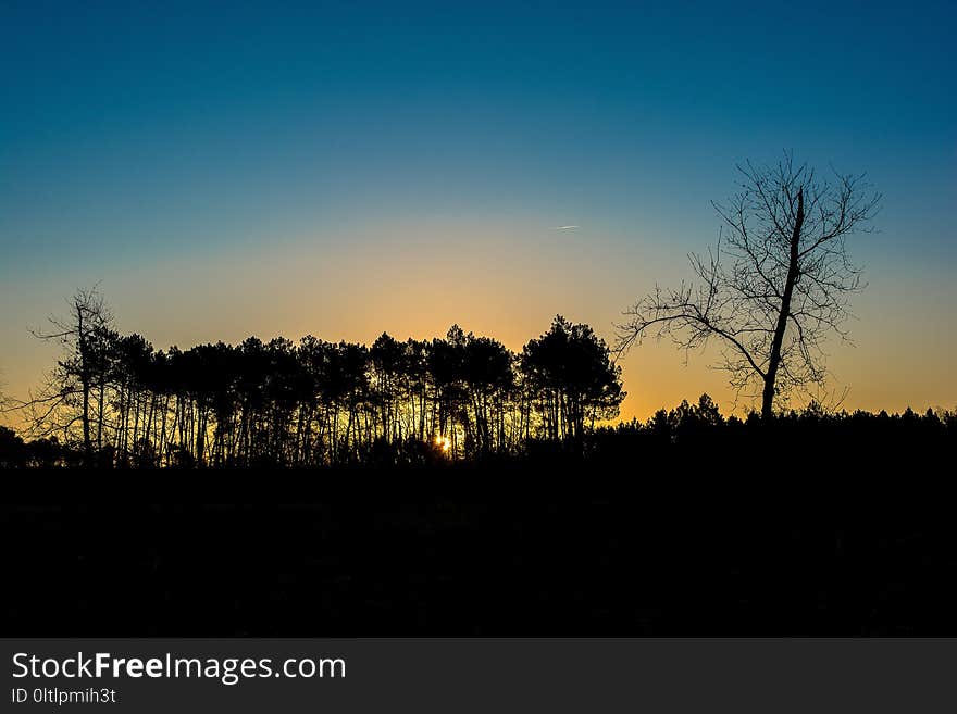 Sky, Nature, Tree, Dawn