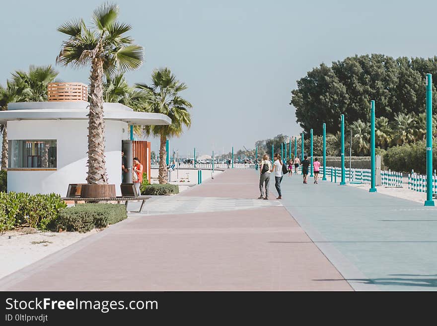 Walkway, Boardwalk, Palm Tree, Arecales