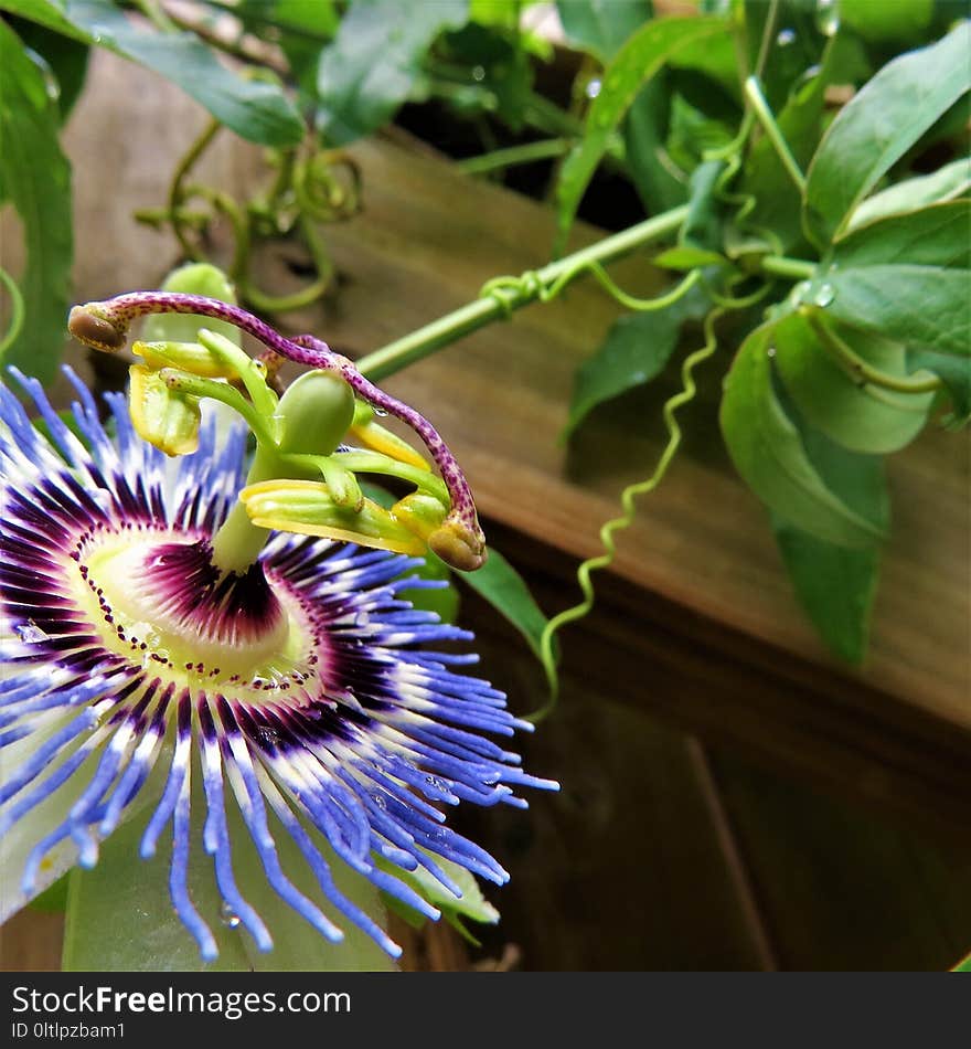 Flower, Plant, Passion Flower, Passion Flower Family