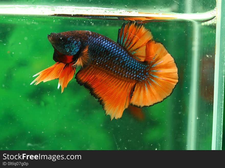 Fish, Freshwater Aquarium, Orange, Organism