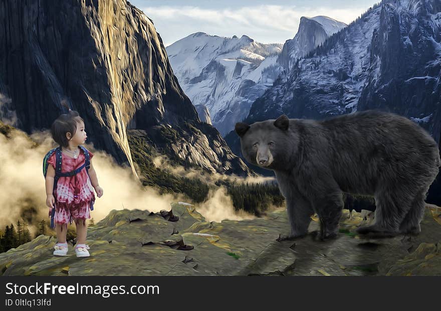 Wilderness, Mountain, Grizzly Bear, Bear