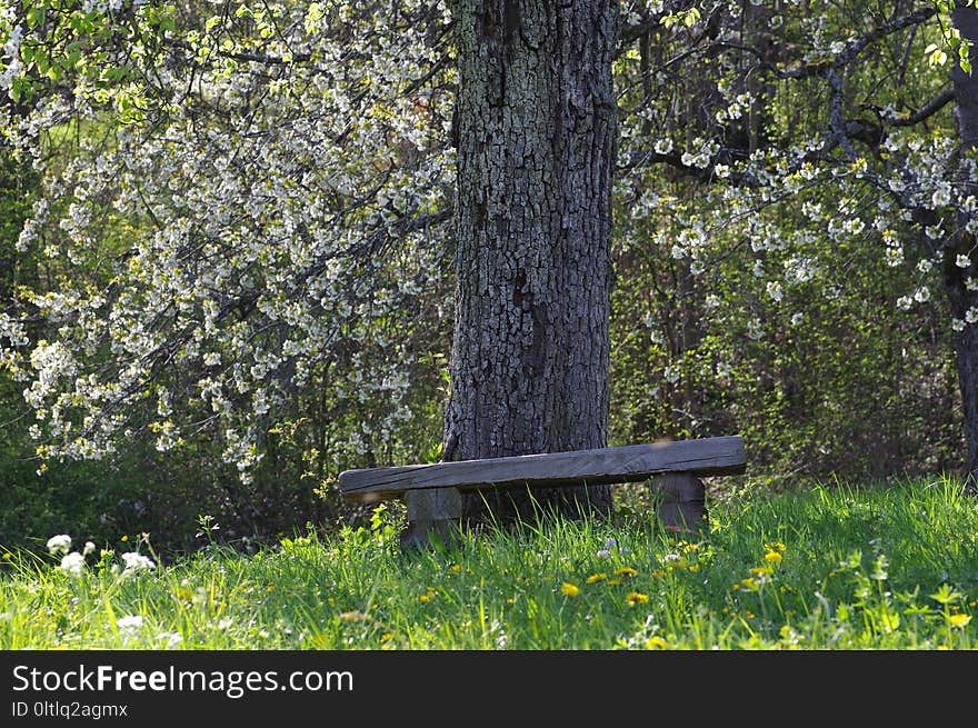 Tree, Grass, Grove, Leaf