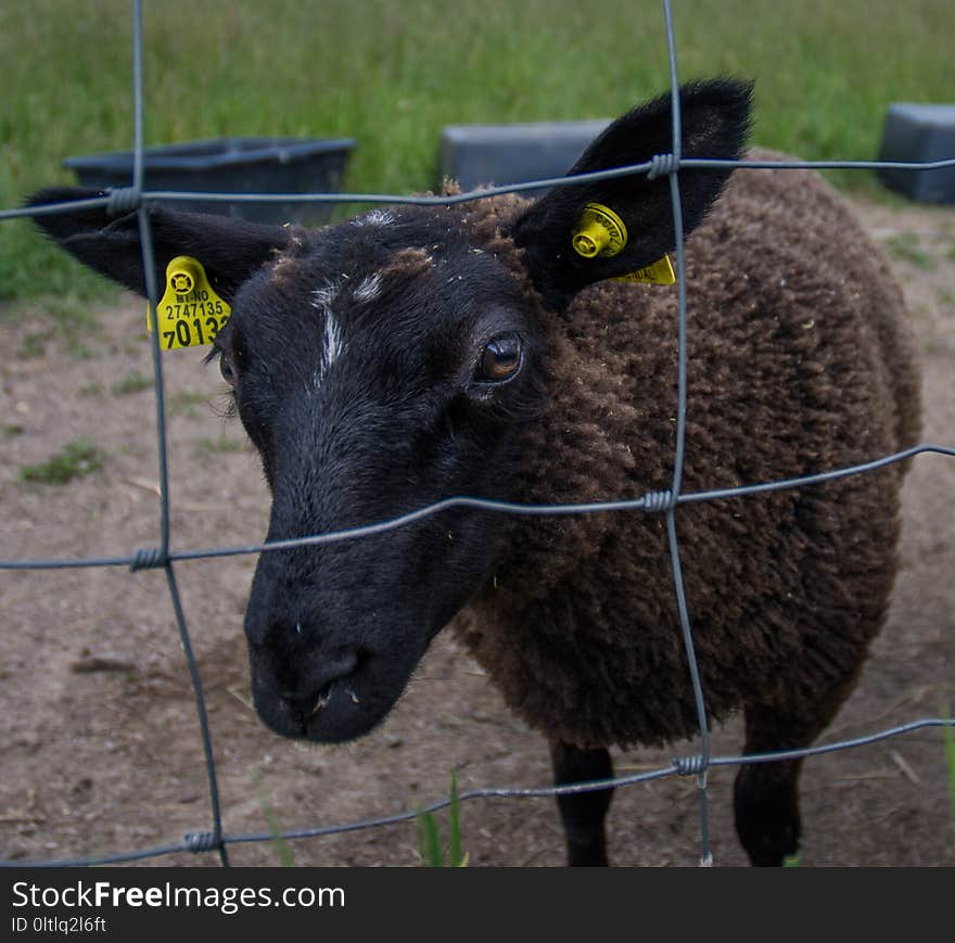 Sheep, Horn, Cow Goat Family, Grass