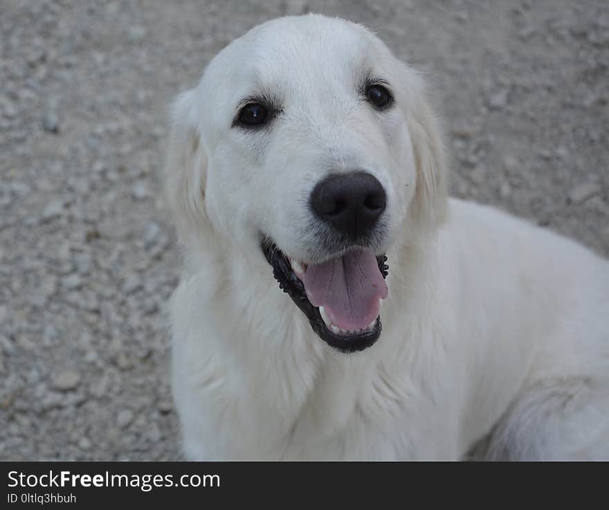 Dog, Dog Breed, Dog Like Mammal, Golden Retriever