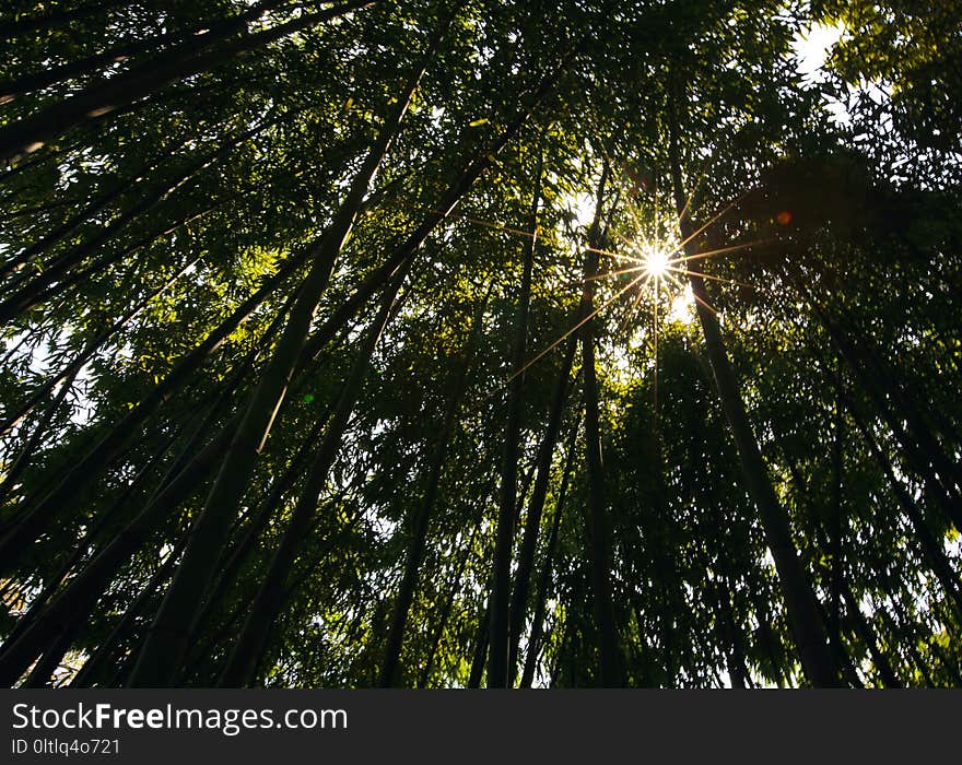 Nature, Tree, Vegetation, Leaf