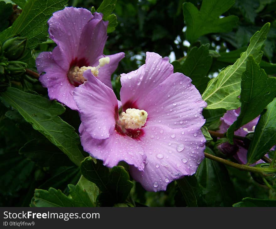 Flower, Plant, Flowering Plant, Hibiscus