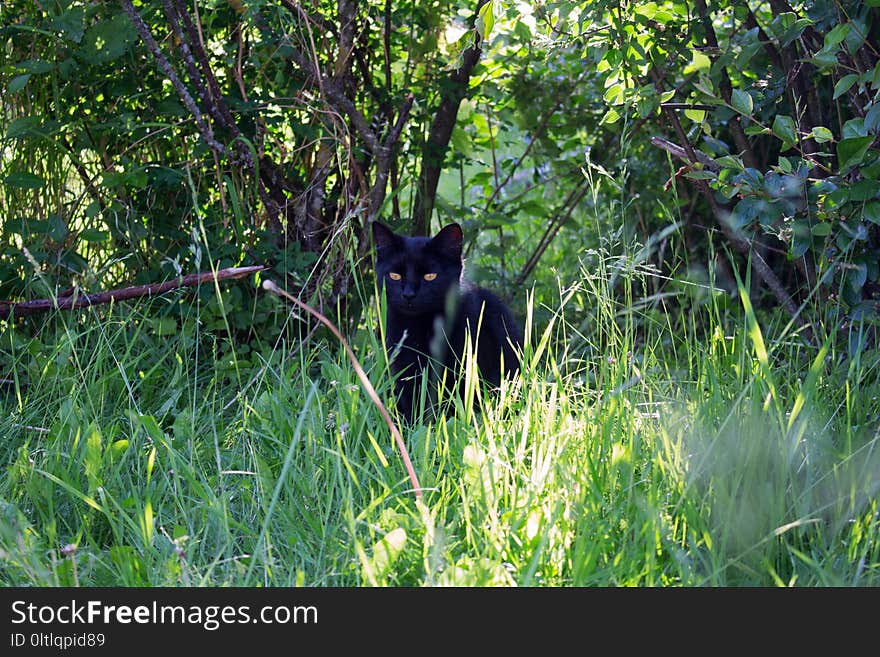 Wildlife, Fauna, Grass, Ecosystem