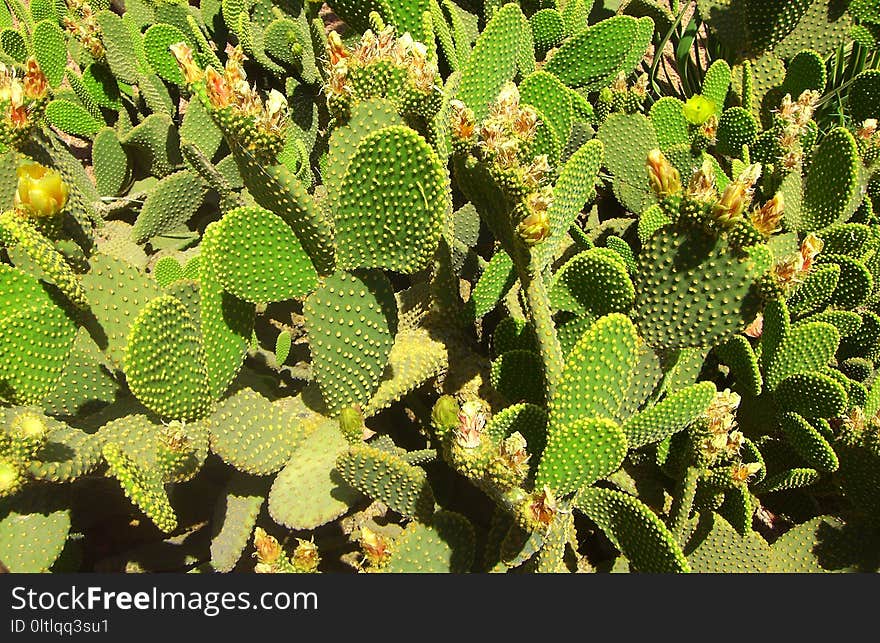 Plant, Vegetation, Cactus, Flowering Plant