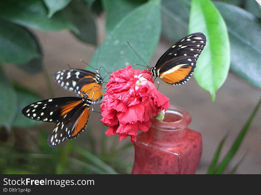 Butterfly, Moths And Butterflies, Insect, Brush Footed Butterfly