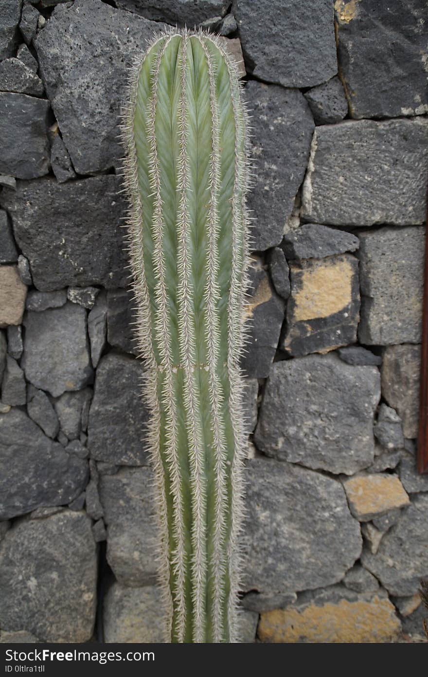 Plant, Cactus, Vegetation, Leaf