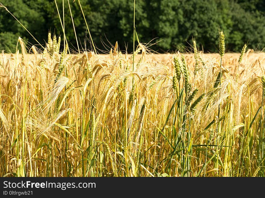 Food Grain, Wheat, Triticale, Crop