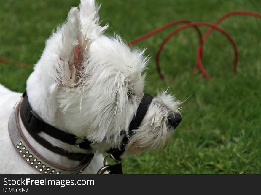 Dog Breed, Dog Like Mammal, Dog, West Highland White Terrier