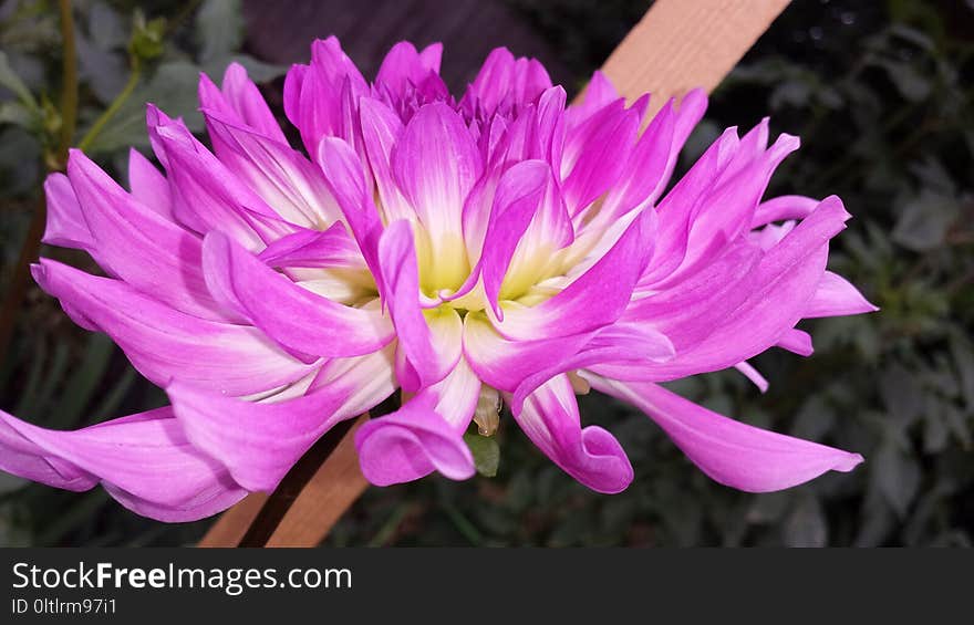 Flower, Plant, Flora, Flowering Plant