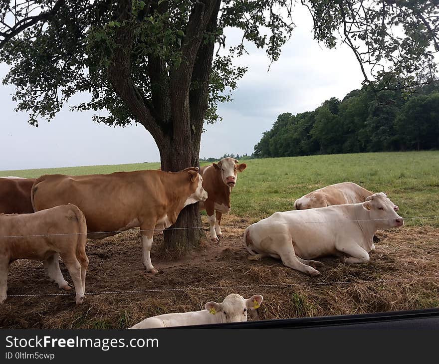 Cattle Like Mammal, Pasture, Grazing, Herd