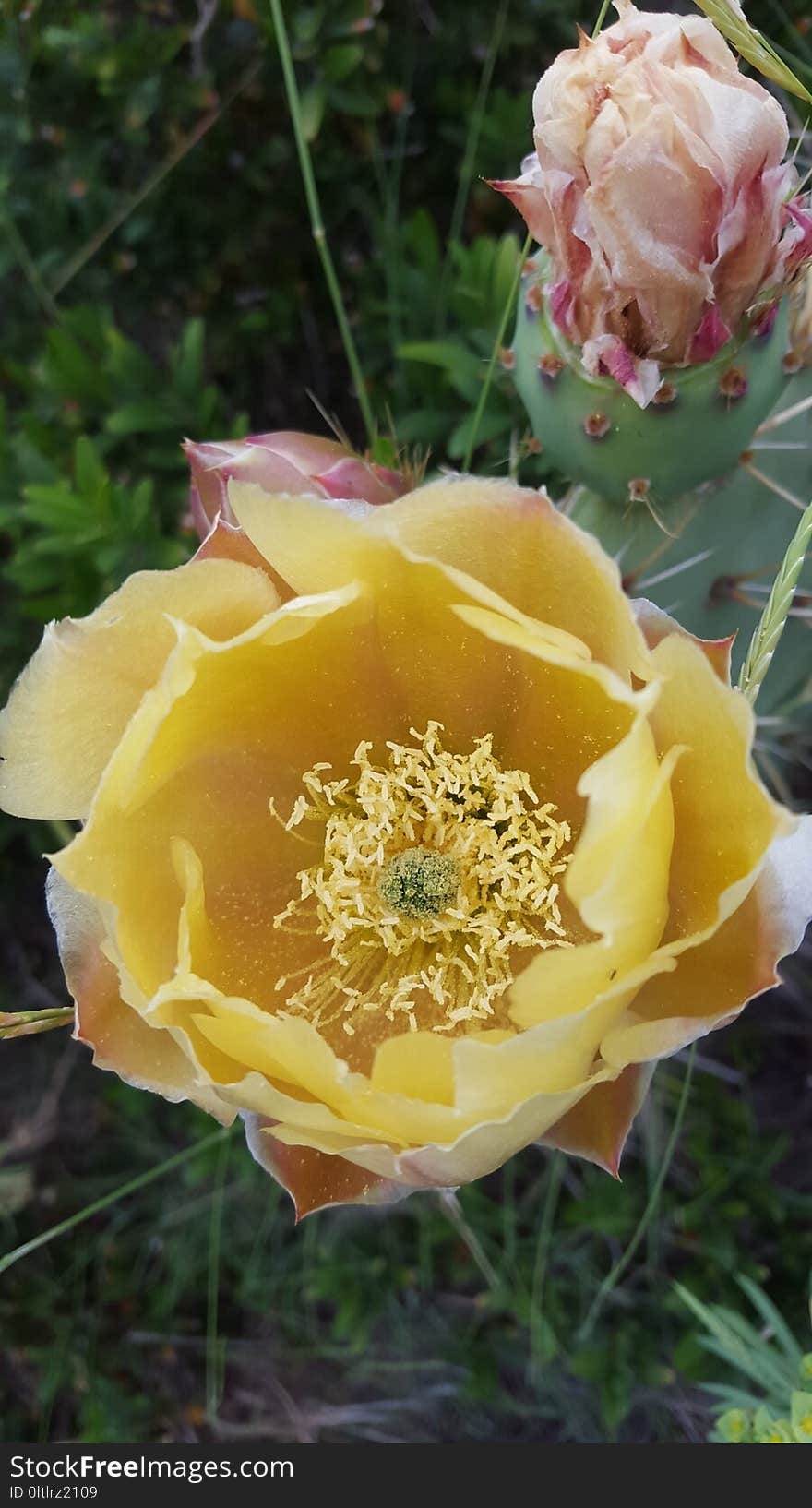 Yellow, Flowering Plant, Prickly Pear, Rose Family