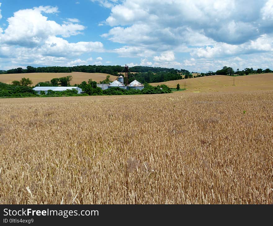 Field, Crop, Agriculture, Grass Family