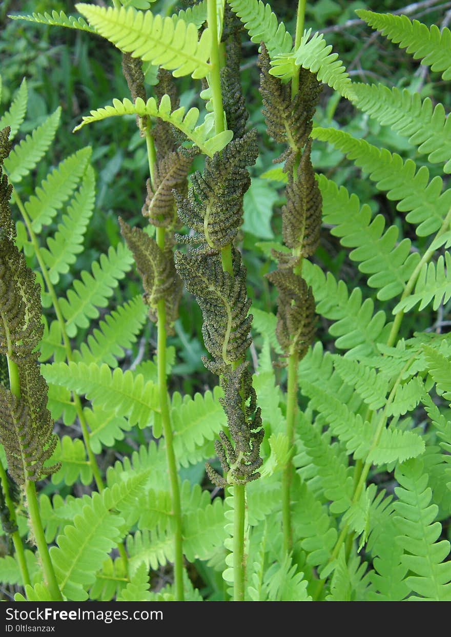 Plant, Ostrich Fern, Vegetation, Ferns And Horsetails