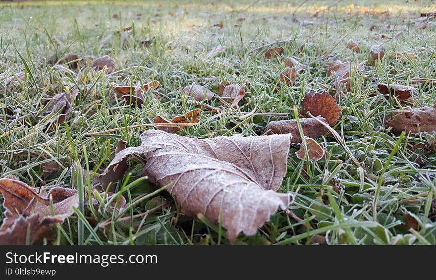 Leaf, Grass, Plant, Grass Family