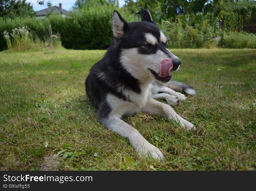 Dog Like Mammal, Dog, Siberian Husky, Dog Breed