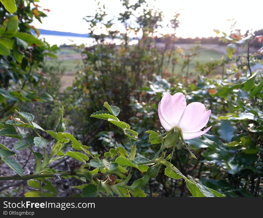 Plant, Flower, Flora, Vegetation