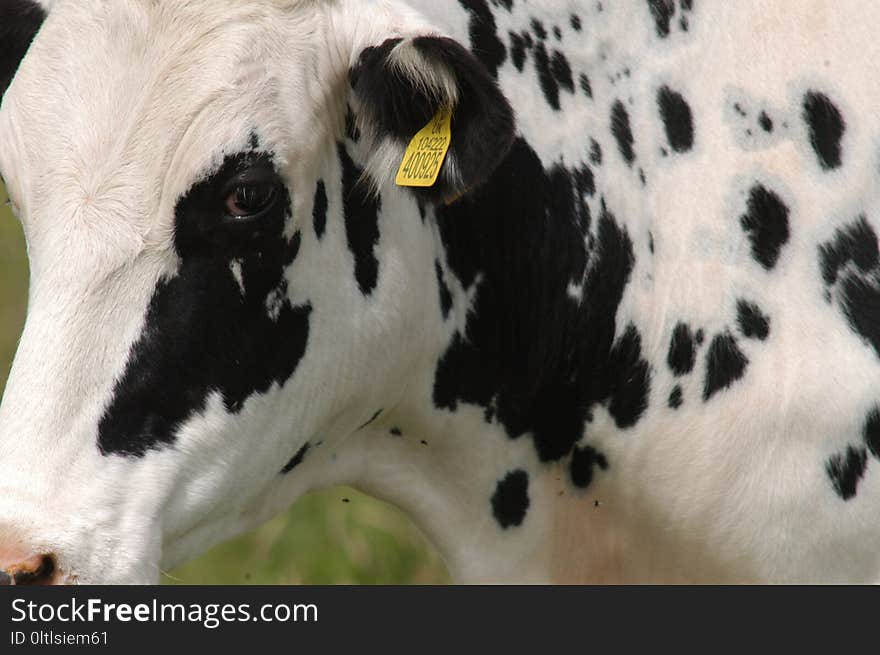 Cattle Like Mammal, Dairy Cow, Dairy, Close Up