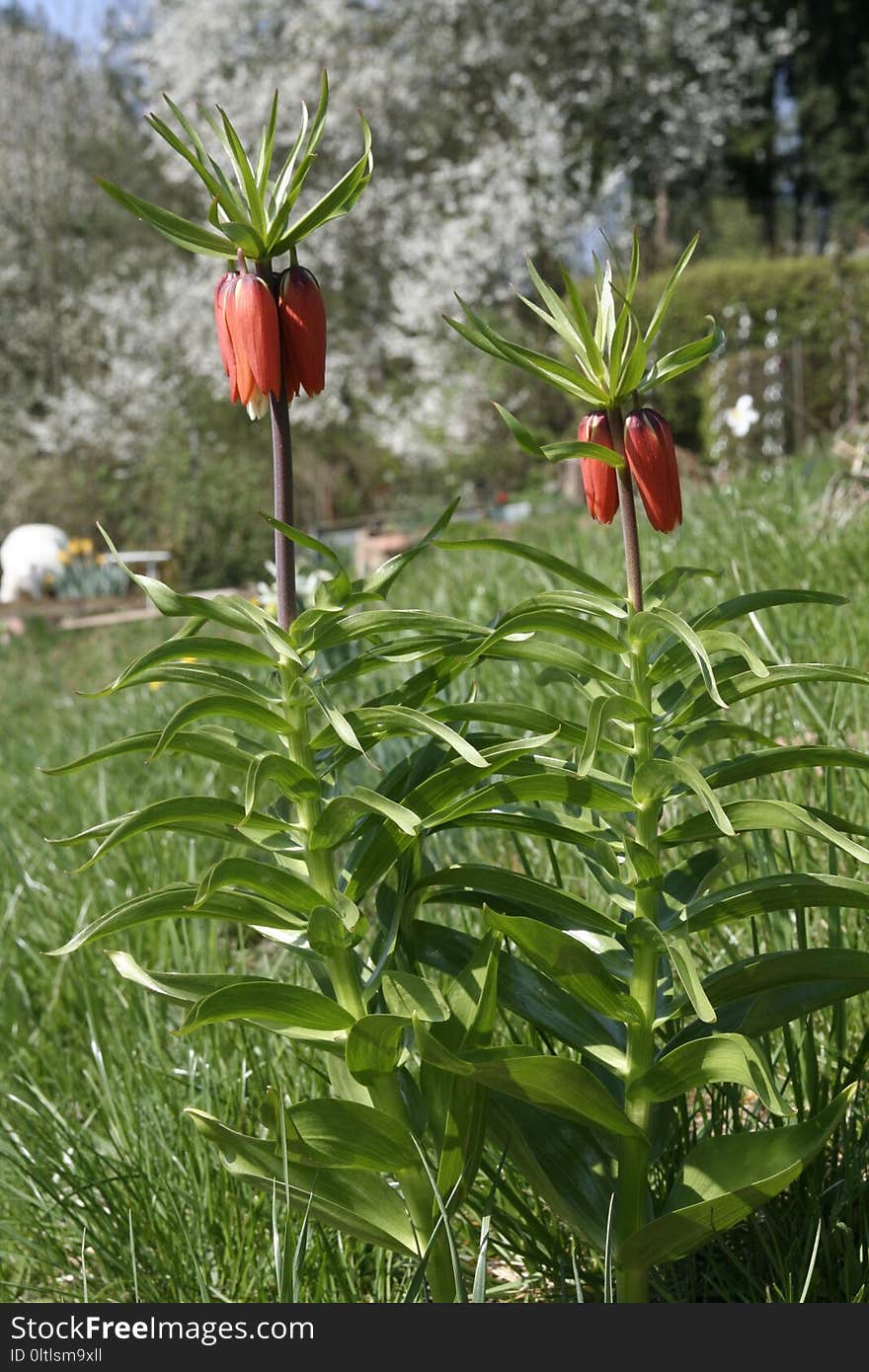 Plant, Vegetation, Flower, Fritillaria