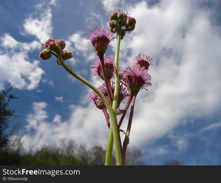 Sky, Flower, Plant, Flora