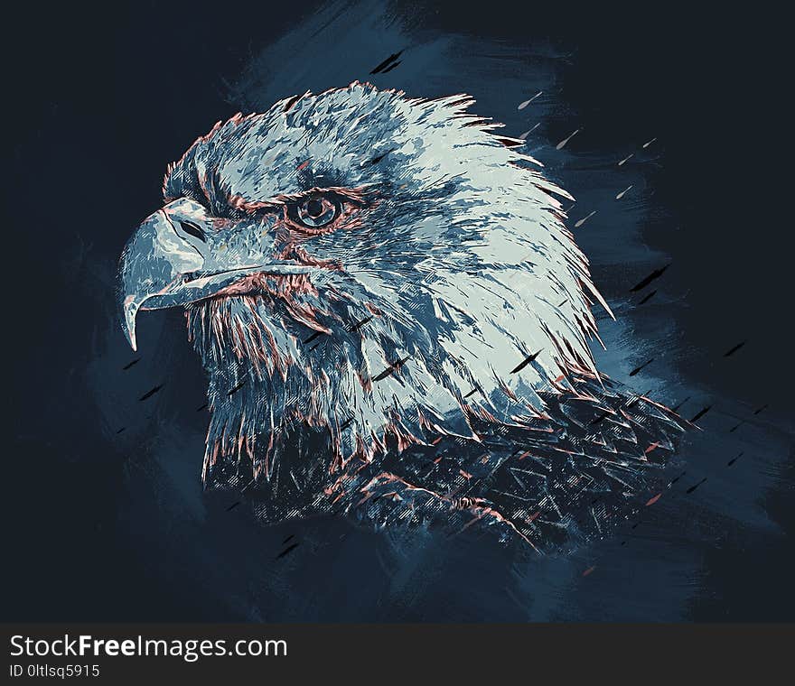 Beak, Bird Of Prey, Bird, Eagle