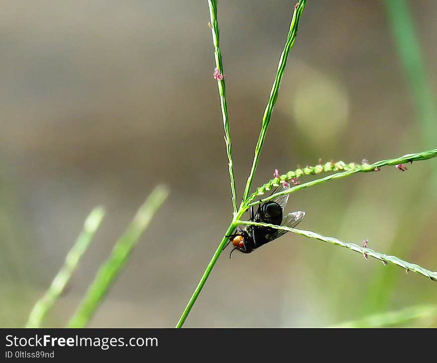 Insect, Damselfly, Dragonfly, Invertebrate