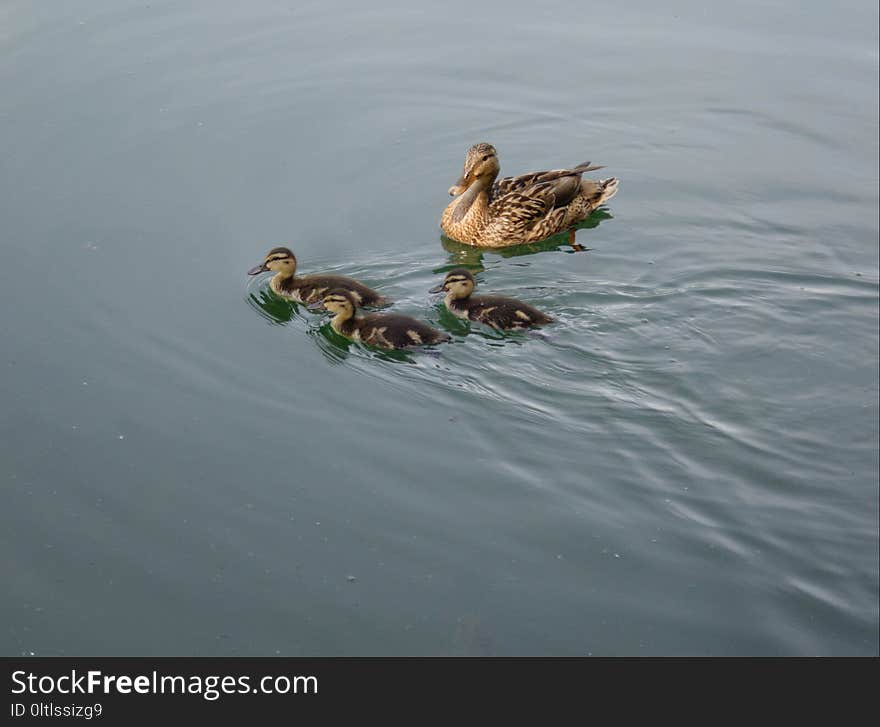 Duck, Bird, Mallard, Water