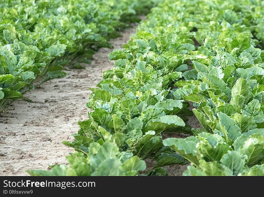 Leaf Vegetable, Field, Agriculture, Plant