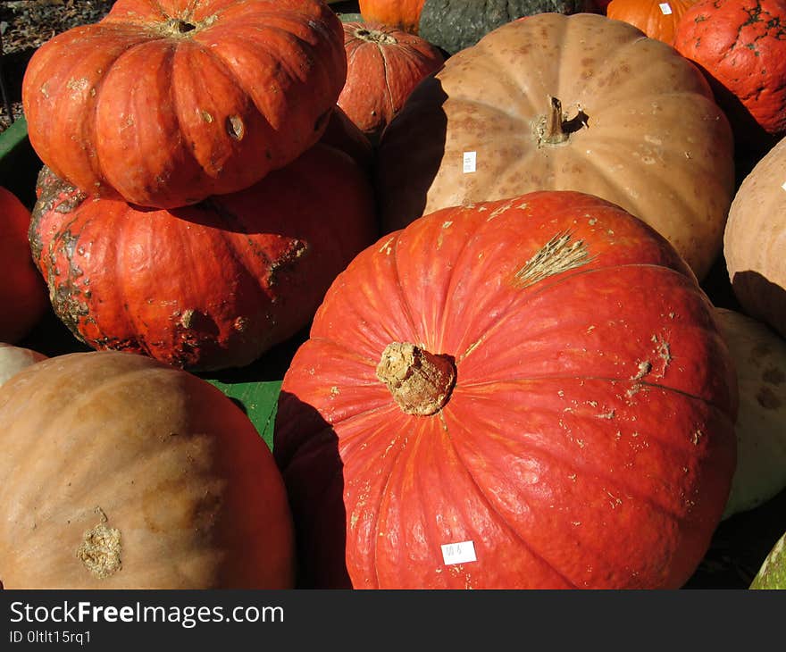 Winter Squash, Cucurbita, Vegetable, Calabaza