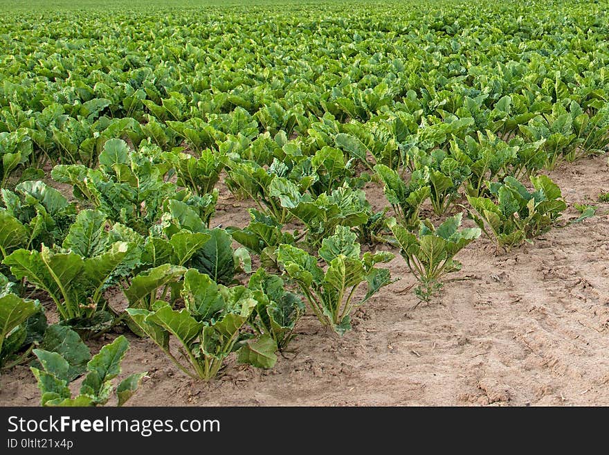 Agriculture, Field, Crop, Plant