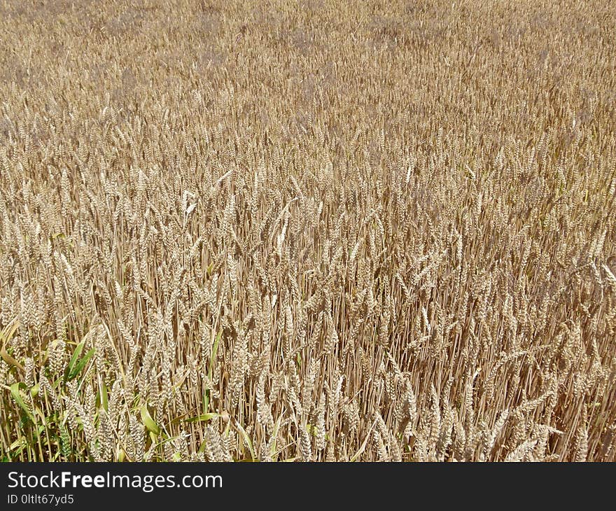 Crop, Field, Grass Family, Food Grain