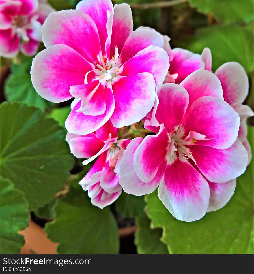 Flower, Pink, Plant, Flowering Plant