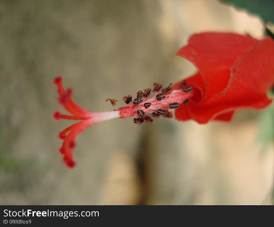 Red, Flower, Flora, Plant