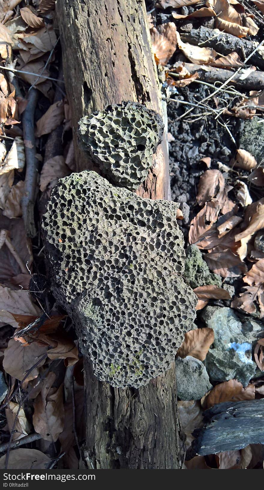 Fungus, Tree, Rock, Trunk