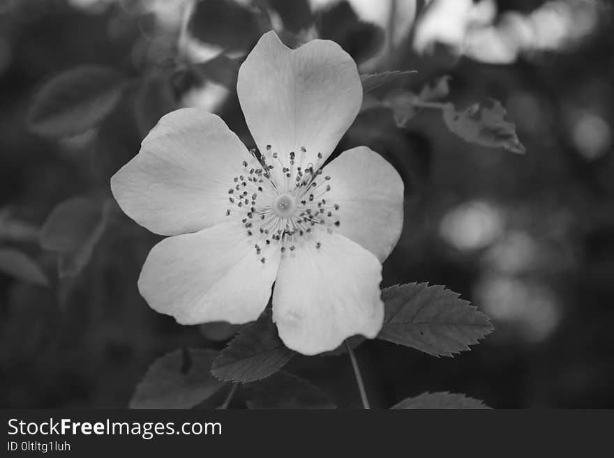 White, Black And White, Flower, Monochrome Photography