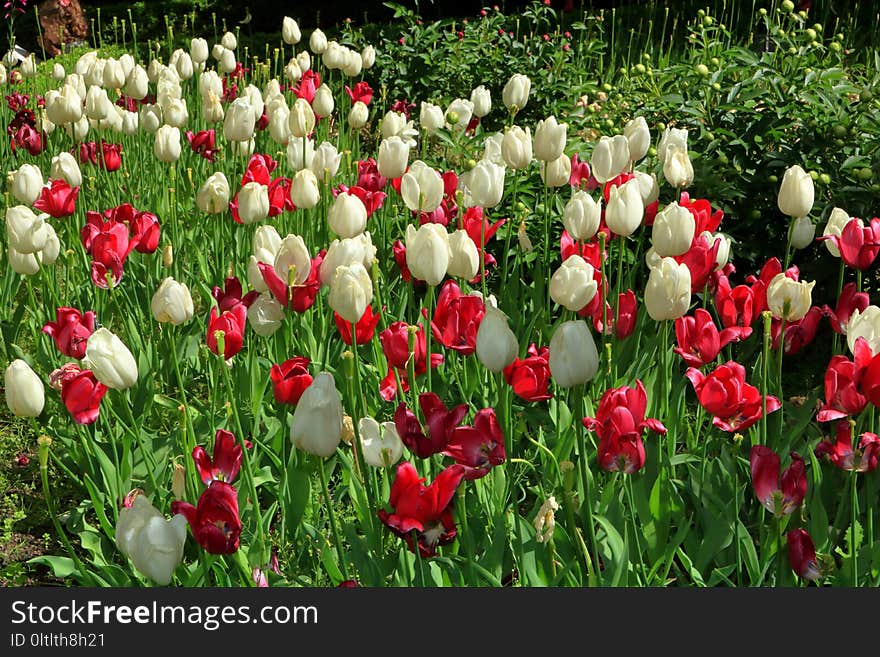 Flower, Plant, Flowering Plant, Tulip