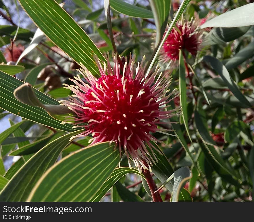 Plant, Flora, Flower, Flowering Plant