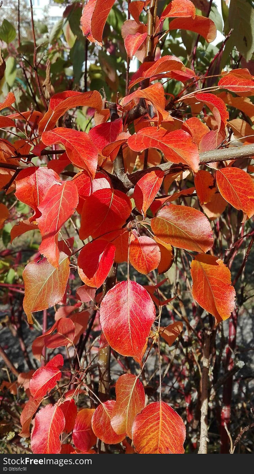 Leaf, Plant, Autumn, Deciduous