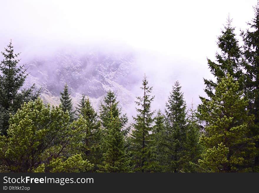 Ecosystem, Tree, Sky, Spruce Fir Forest