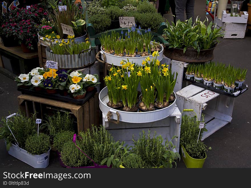 Plant, Floristry, Flower, Flowerpot