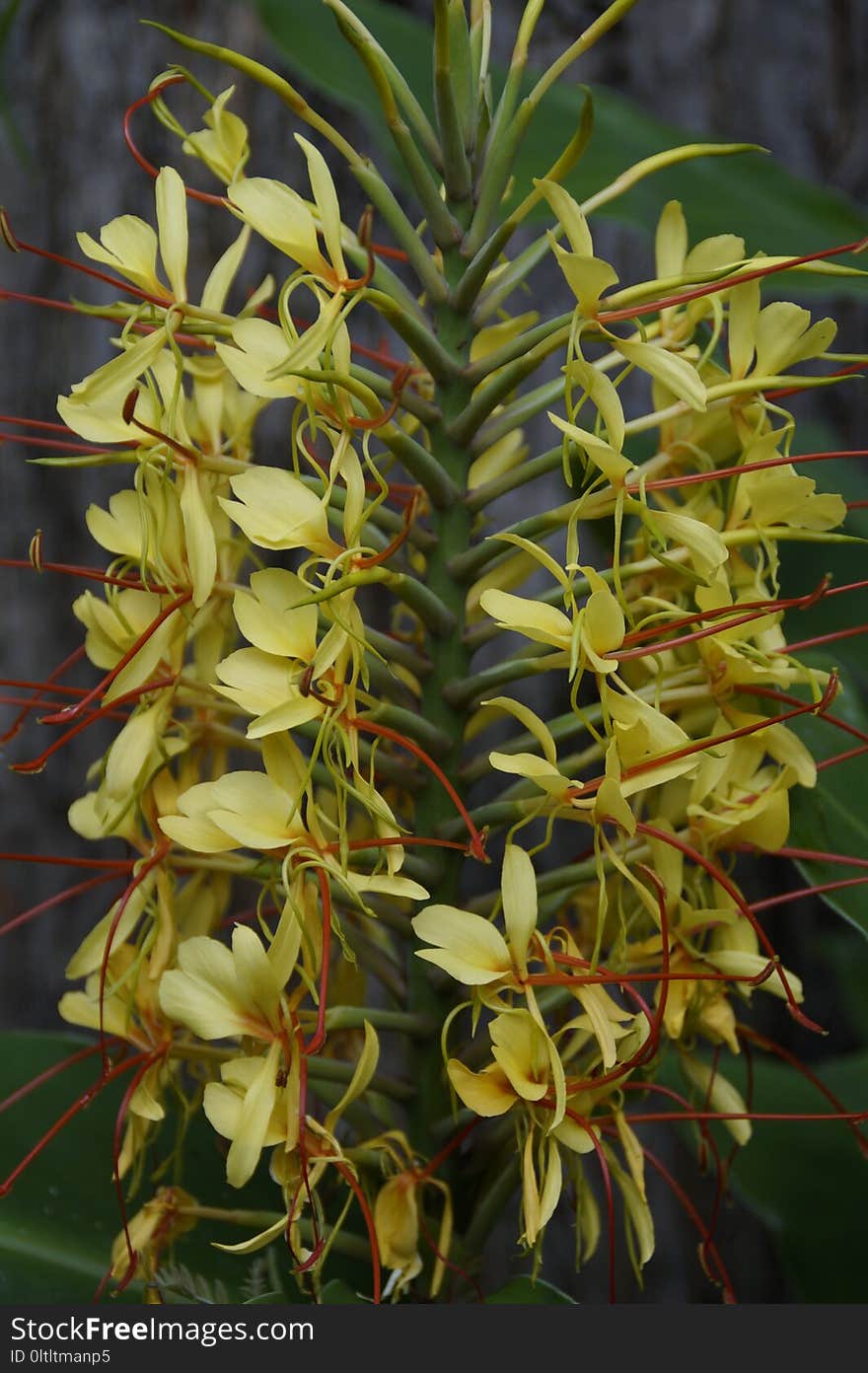 Plant, Flora, Flower, Flowering Plant