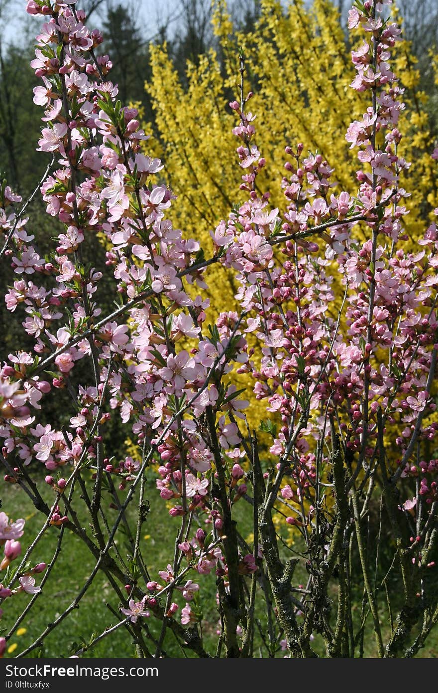 Plant, Flower, Spring, Flora