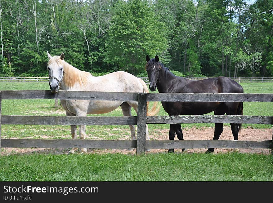 Horse, Pasture, Mare, Grass