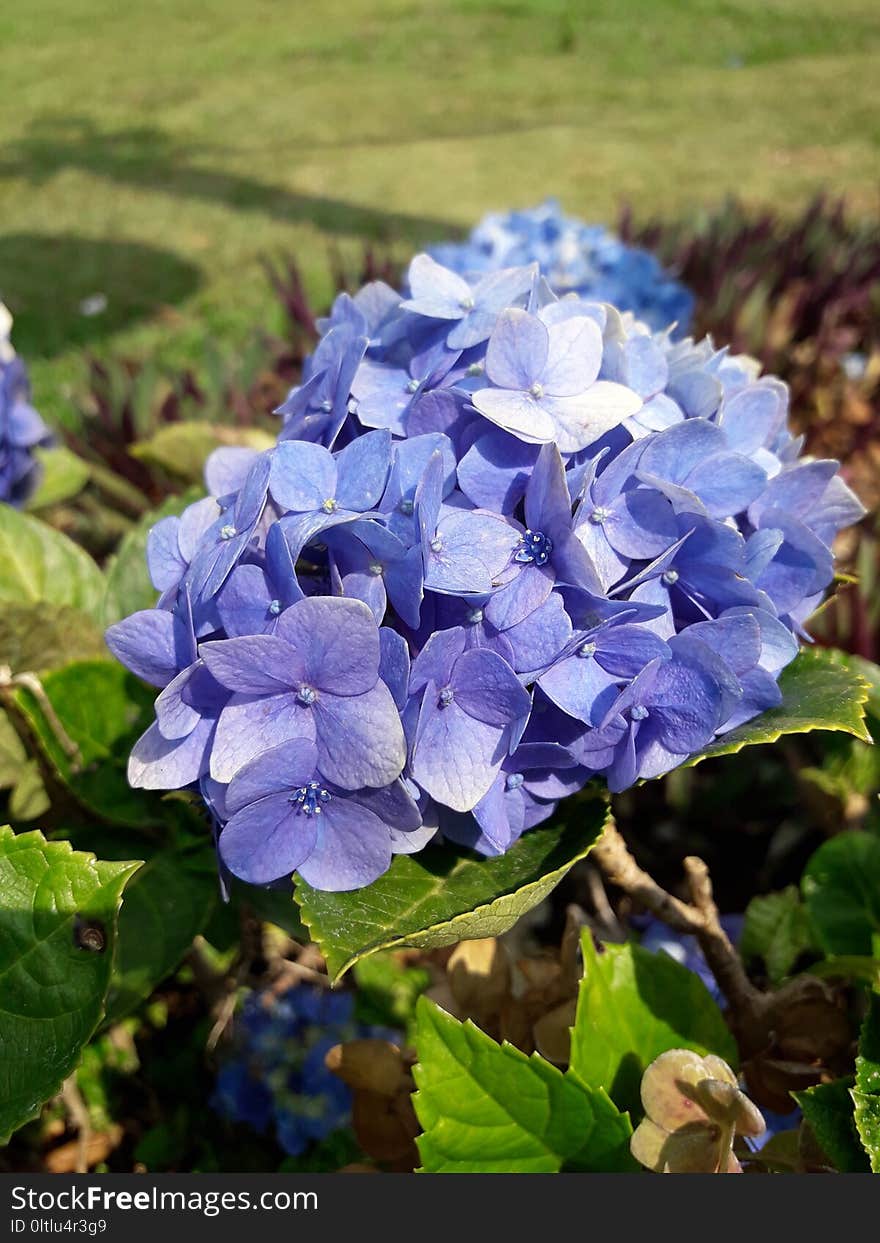 Flower, Blue, Plant, Hydrangea